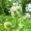 野菜の花たち