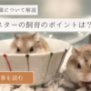 高齢ハムスターにバリアフリーは必要？老ハムの飼い方ポイント