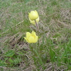 スイス高原  “ 黄色いブログ花 ” の 魅力
