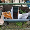 恒例のミニトマト栽培、植えこみました