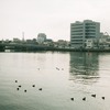 水鳥のいる風景