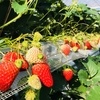 いちご🍓狩り情報2月6日(火)☘️開園日です💕う