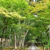 嵐山からちょっと足を延ばして鹿王院へ。もみじの参道が美しい寺院です。(Kyoto, rokuoin)