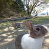 大久野島でウサギとピクニック！ウサギの持ち帰りや、エサの持ち込みはOK？【広島「兎島」訪問レポート】