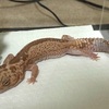 ニシアフが手術しました
