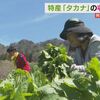 阿蘇の特産･タカナを約200人が収穫体験