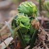 肴ならではの山菜料理”コゴミ”