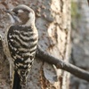 久しぶりの鳥撮影・お写ん歩！