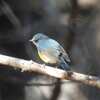 林に見え隠れする冬鳥たち〜高崎自然の森