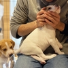 介護士がアニマルセラピーについて考える！効果と導入事例を検討！