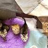 お預かり　ベビー