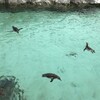 葛西水族館（其の伍）