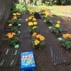 今年もマリーゴールドを植えました。