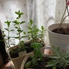 ハーブを植えて、1週間