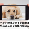【2024年12月27日更新】【2020年3月】ペットのオンライン診療は、現在どこまで可能なのか
