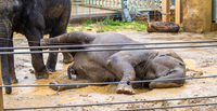 あえて雨の日の動物園に行ってみた『のんほいパーク』(愛知県･豊橋総合動植物公園)