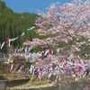 杖立温泉に約3000匹 恒例の「鯉のぼり祭り」熊本 小国町（２０２４年４月３日『NHKニュース』）