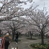 さくら広場