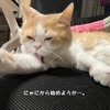 雨田甘夏、大活躍です。【猫と監督と労働者事情】