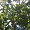 日曜の公園の朝は早い