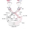 視覚その1