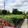 神社は呼ばれて行くものとは本当なのか!?ふと浮かんだ《亀戸天神社》でいい日になりました