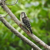 ”サンコウチョウ”との出会いほか‼　　野鳥撮影《第24回目》