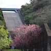 福地ダムの桜