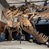 【古生物イベント】DinoScience 恐竜科学博 2024(なんばスカイオ)
