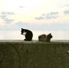 Cats living on the South Island.