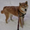 犬の防寒着