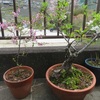 友達所のベランダの花！