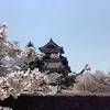 染井吉野（そめいよしの）