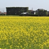 花追い旅：菜の花畑 ②（島根県出雲市斐川町）