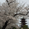 桜満開！お山編