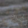 ムナオビハウチワドリ Rufous-eared Warbler