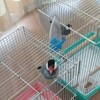 文鳥は、きかんぼうばかりなのか