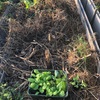 秋野菜（第二弾）定植❗️とムスコと芋掘り