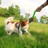 犬のお手入れは自分でやる。だってもったいないんだもの