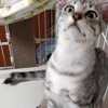 家に子猫様がいる生活は