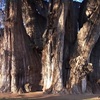 arbol de sabino サビノの木