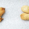 食べ蒔き三期生ダイジェスト 5月下旬･ゴーヤのタネ蒔き&トマトの発芽