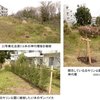 本年度伐採した樹木の補植を行いました