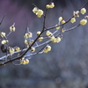 紅梅～白梅～蝋梅　まだちょっと早そうです