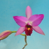 Laelia anceps f.barkeriana  `Shizuoka'  