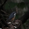 眼差しとドラミング：蓼科高原キャンプ場の野鳥たち