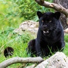 アリゾナ動物園で自撮り女性をジャガーが襲う（ ＃DMM英会話 ）