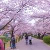 公園が嘘のように賑わっている