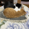 11月！　暖かくして眠る猫ちゃん姉妹😽