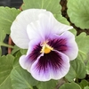 パンジー・ビオラが開花しました